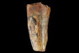 Partial, Fossil Phytosaur Tooth - New Mexico #133366-1